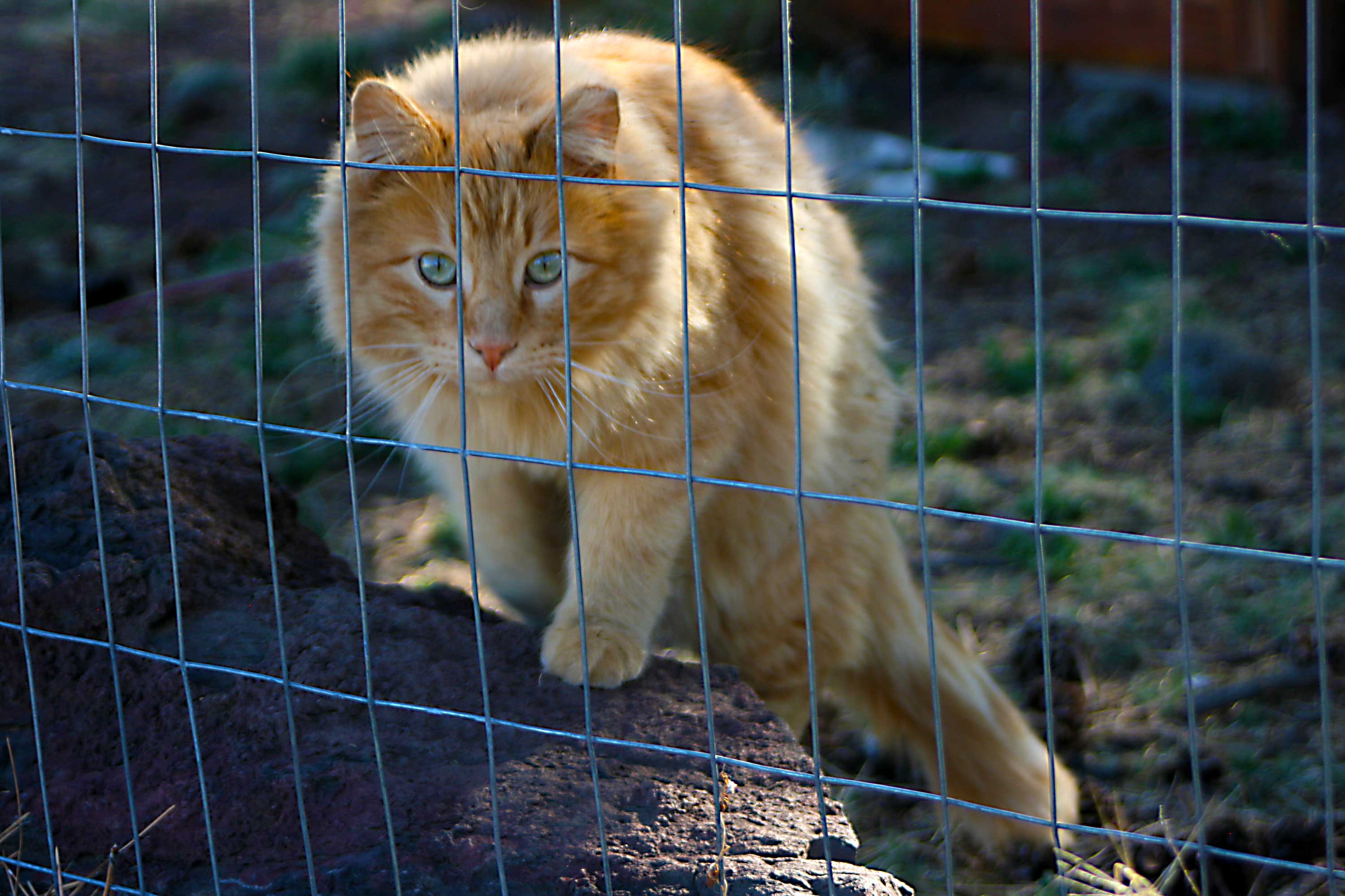  The Ark  Ark  Cat  Sanctuary