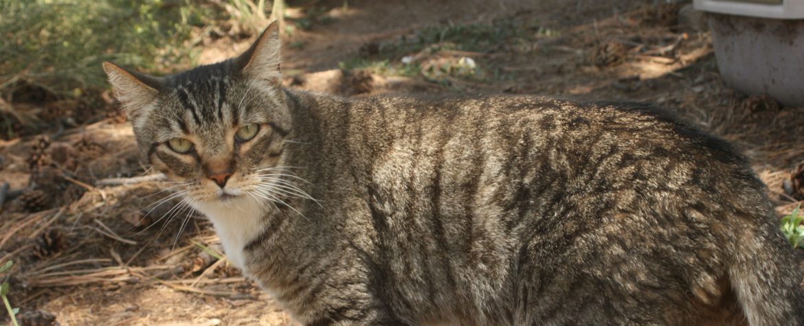  Ark  Cat  Sanctuary A Safe Haven for Cats 