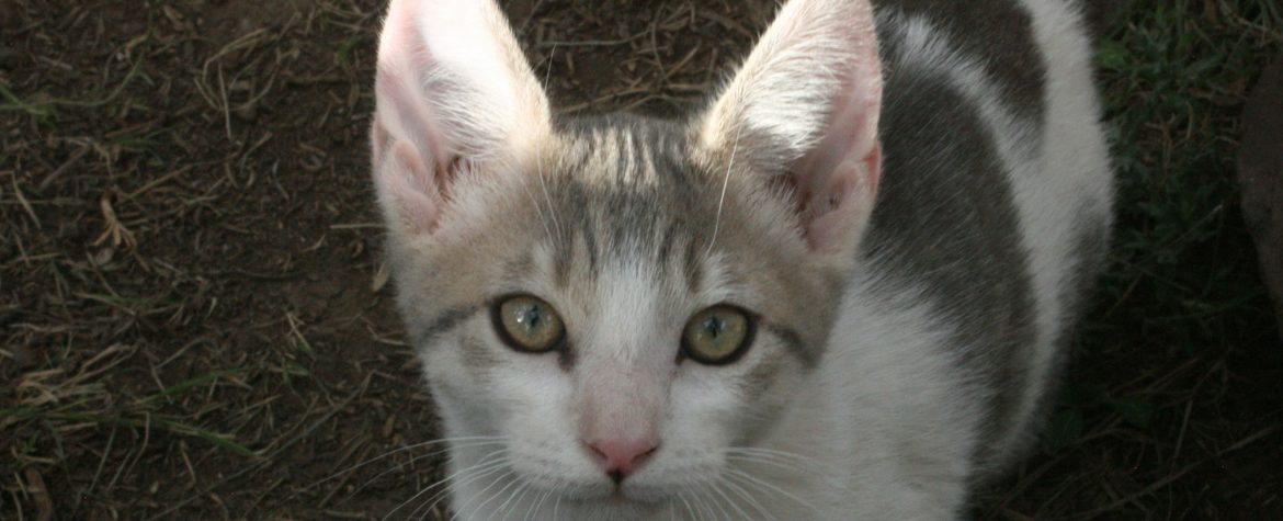  Ark  Cat  Sanctuary A Safe Haven for Cats 