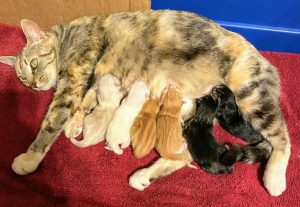 Mama Cat Nursing Babies