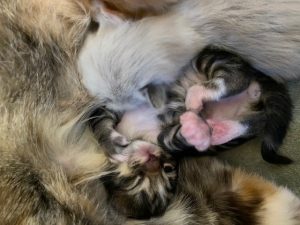 Tiny Newborn Kittens